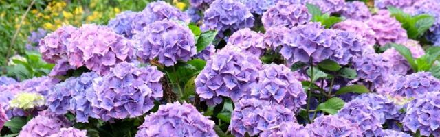 Kuidas külmaõrnu hortensiaid ületalve hoida?