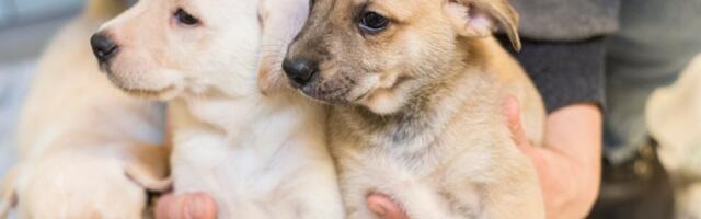 Illegaalne kutsikakaubandus on Eestis tõusuteel ja suurendab marutaudi leviku riski