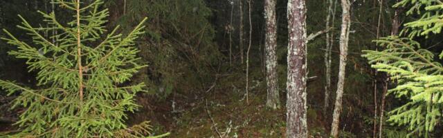 Eestis kasvab segametsade osakaal ja vanametsade pindala