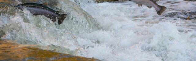 Muutus Keskkonnaameti järelevalveosakonna struktuur