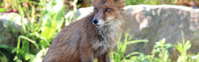 На Сааремаа распространяется собачья чумка