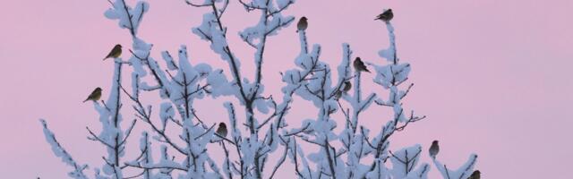 KIHVTID PILDID | Riiakad rohevindid võivad kakelda ka õhus