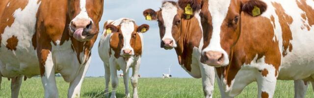 USA suurfarmi piimalehmad söövad karjamaadel: vähene toodang pole probleem