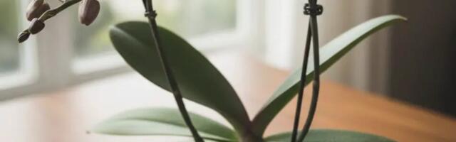 Orhideed kodus: õrn ilu, lihtne hooldus ja looduslik banaanikoorväetis, mis paneb taimed särama