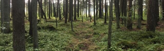 RMK teenis ligi 80 miljonit eurot kasumit