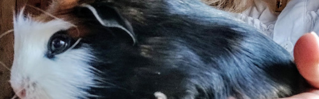 Uuring: vähemustel pole sõnavabaduse piiramist õigus nõuda