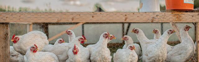 TSÜKLI LÕPP ⟩ Kuidas ma broilerikarja hukkasin