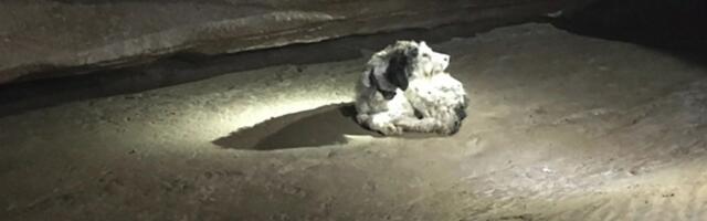 Kaks kuud tagasi kadunuks jäänud eakas koer leiti sügavalt koopast elusana!