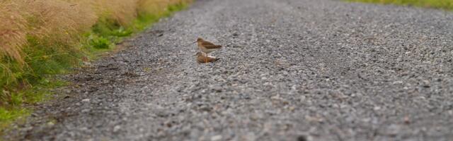 Tutvu, millises seisus saavad olema Kehtna valla teed järgnevate aastate jooksul
