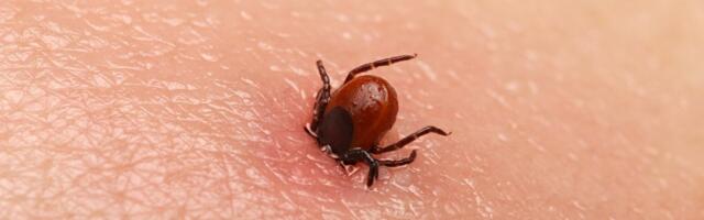 LUGEJA KOGEMUS | Salajane relv puukide vastu võitlemiseks