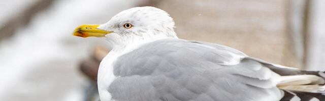 FOTO | Liiga paks kajakas jäi Tallinna korteri ventilatsiooniluuki kinni