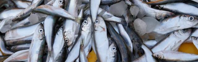 Kalurite kalapüügi- õigused ja tasud said paika