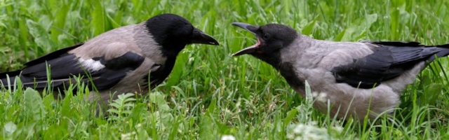 Lasnamäe julmur tapab vareseid ja kinnitab laibad koolistaadioni aia külge. Politsei ootab linnupiinaja kohta vihjeid