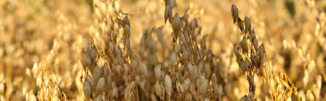 KOLUMN ⟩ Malle Pärn: me peaksime püüdma näha tervikpilti, mitte lihtsalt suurt pilti