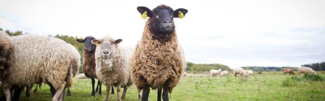 Põllumajandussektor saab kehva ilma toetust