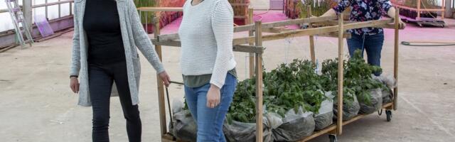 Kevad toob teadlastele tuhandeid sordikatseid põldoast sorgoni