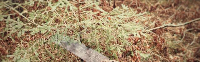 Väikevend NÄDALA FOTO