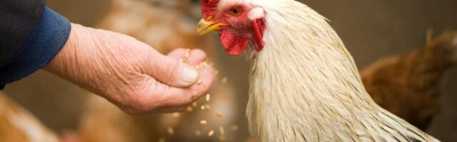 Algas looma heaolu kampaania „Tee teadlik valik!“