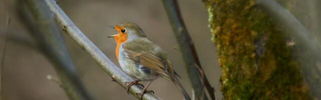 Kevade esimesel pühapäeval saab kaasa lüüa kõige linnurikkama linna välja selgitamisel