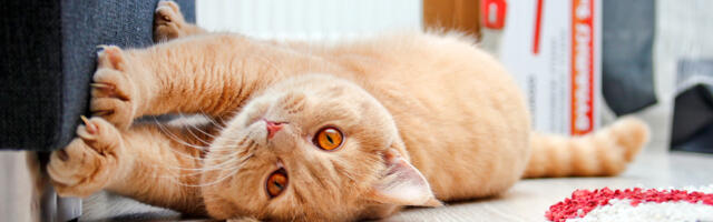 Kassi soovimatust käitumisest vabanemisel pole tema karistamisest mingit kasu