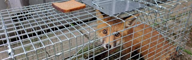 Lõuna-Eesti päästjatel oli töine nädalavahetus