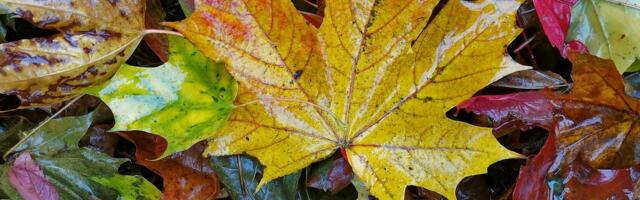 NÄDALA ILMAPROGNOOS | Läheb jahedaks, oodata on ka öökülma!