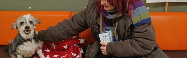 Haruldane olukord: Tallinna loomade varjupaik on esmakordselt koertest tühi