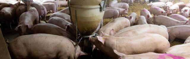 Metssigade peibutussöötmise muudetud tingimused suunavad loomad seafarmidest eemale