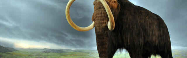 Mineraalioaas andis mammutiluudele tippkiskjaliku varjundi