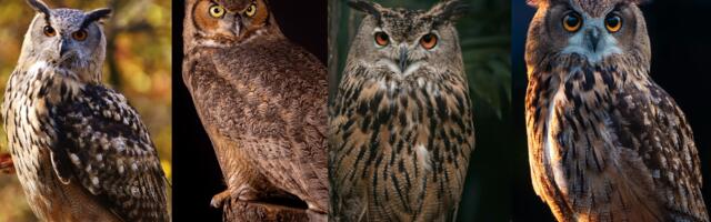 Vali öökull, mis sind esimesena kõnetab, ja avasta, mida see sinu iseloomu kohta ütleb