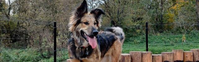 Tartu soovib täiendada koerte ja kasside pidamise eeskirja