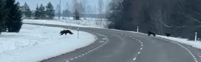 VIDEO | Neli karupoega koos emaga lidusid ummisjalu jahikoerte eest