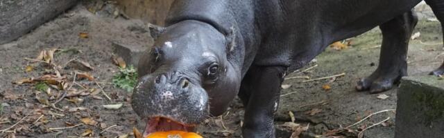 Tallinna loomaaed tähistab sügisvaheaja lõppu suure kõrvitsapeoga!