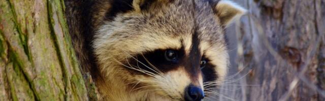 Eesti katsetab ohustatud lindude kaitseks väikekiskjate ohjamist