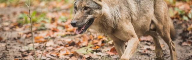 Keskkonnaamet selgitab: mida teha, kui hunt kohtub koeraga?