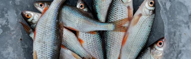 Maaelukomisjon: Peipsi noodapüügi selgemad reeglid aitavad hoida kalavarusid