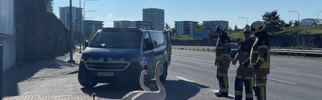 VIDEO | Luigepere tekitas hommikul Laagna teel ummiku. Päästjad viisid linnud mere äärde
