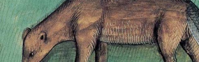 Kobras tunnistati kalaks: kuidas mungad paastuajal lihasöömise keelust mööda hiilisid