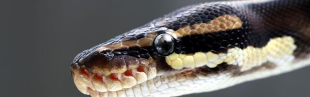 Beebit voodisse viinud ema avastas võrevoodi kõrvalt hirmutava leiu