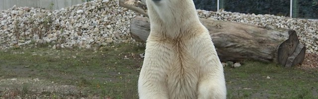 Reporter: Loomaaias peeti kõrvitsapidu ja jäeti jääkaru Aroniga hüvasti