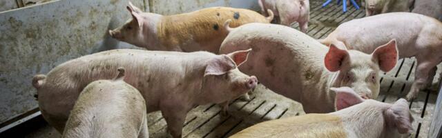 Valitsus plaanib SAK tõrjeks ja sektori toimetulekuks eraldada täiendavaid vahendeid