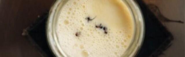 Scientists revive old Bulgarian recipe to make yogurt with ants