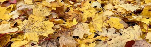 Reede tuleb udune ja sajune