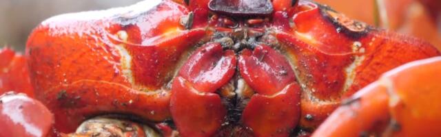 Reporter: Jõulusaare miljonid krabid alustasid oma tavapärast rännakut