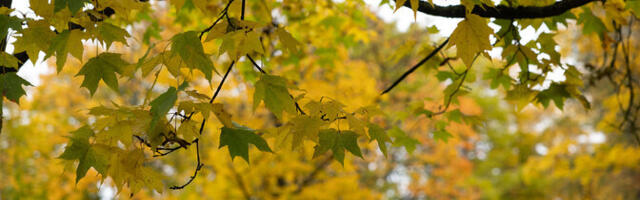 Laupäeval sabistab kergelt vihma