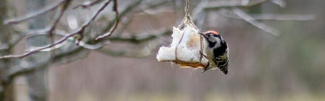 Lindude toitmisel on oluline mitmekesisus ja regulaarsus