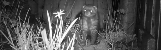 ERMi värske näitus „Kummalised kohtumised“ võtab fookusesse öised kohtumised linnas elavate loomadega