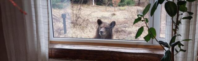 FOTO | Põlvamaal vaatas akna taga vastu karu. Ilmselt oli tegu telesaates kuulsust kogunud loomaga