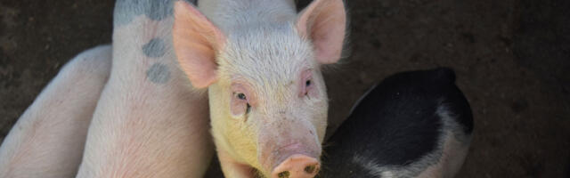 Ka Põlvamaa 6700 seaga farmis on sigade Aafrika katku kahtlus