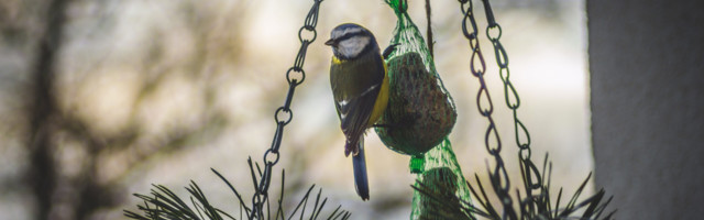 Linnamüra ei lase lindudel rahus keha kinnitada